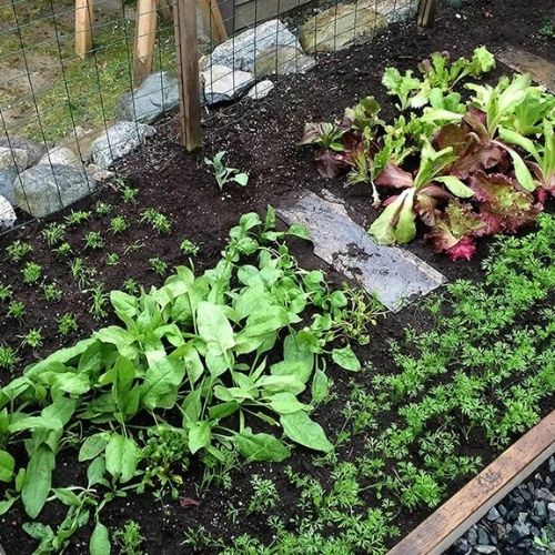 Vorlage für ein Saatquadrat