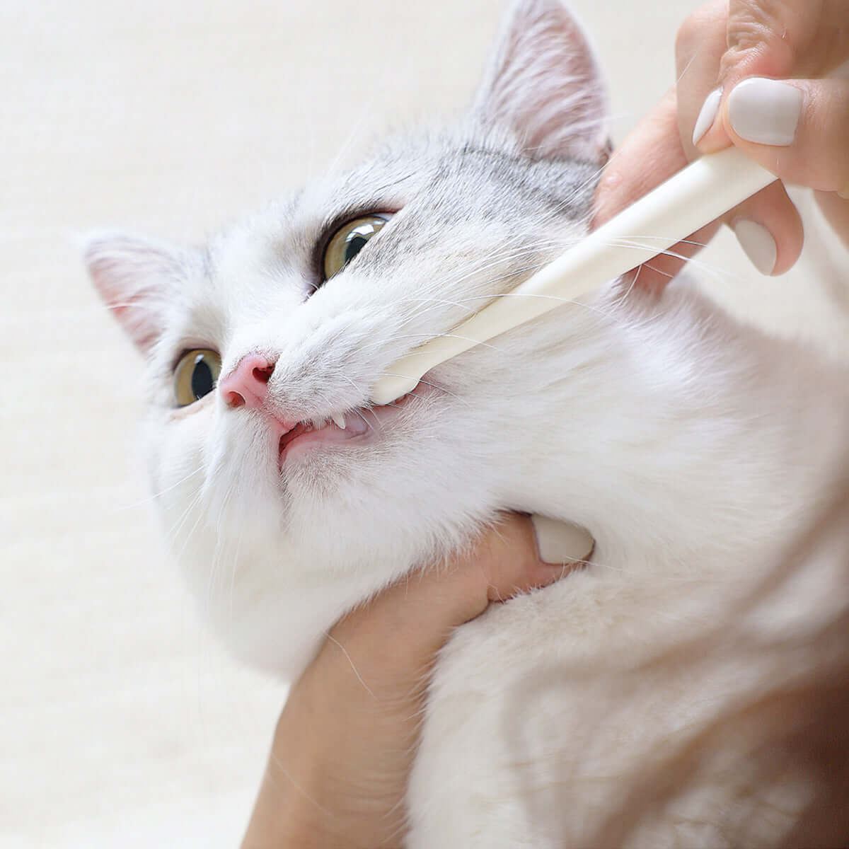 Hygienic Pet Toothbrush-4