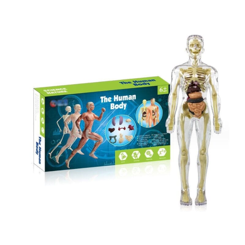 3D Anatomiskt korrekt skelett - Leksaksmodell