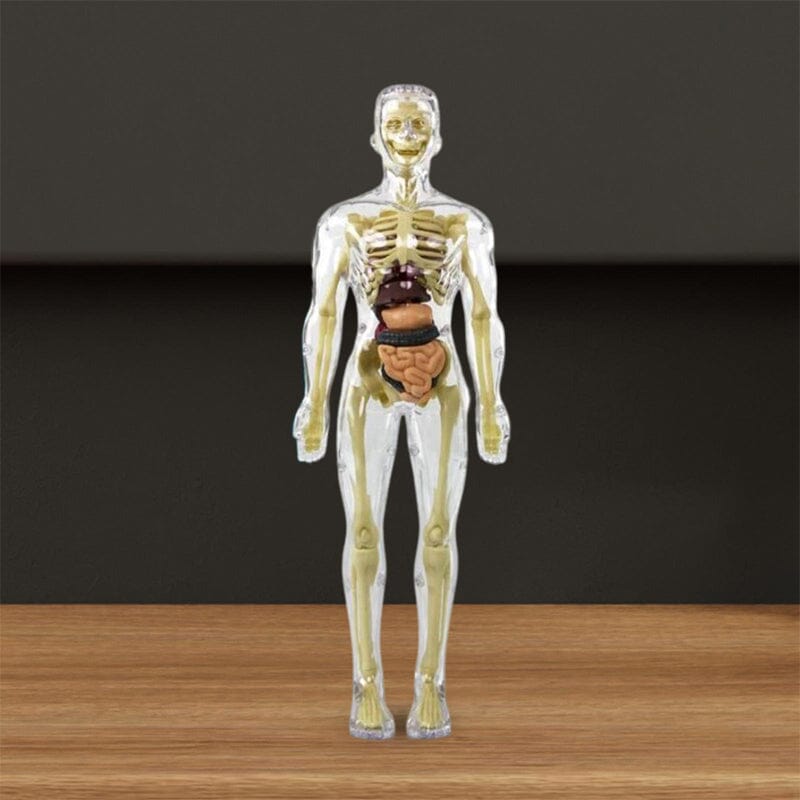 3D Anatomiskt korrekt skelett - Leksaksmodell