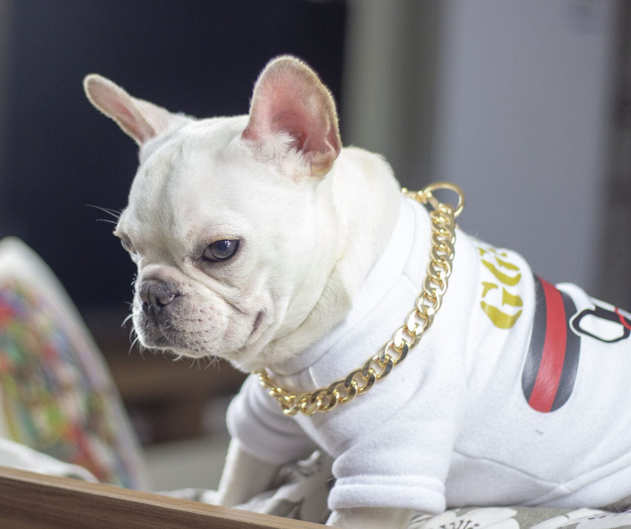 Guldkedja till hund