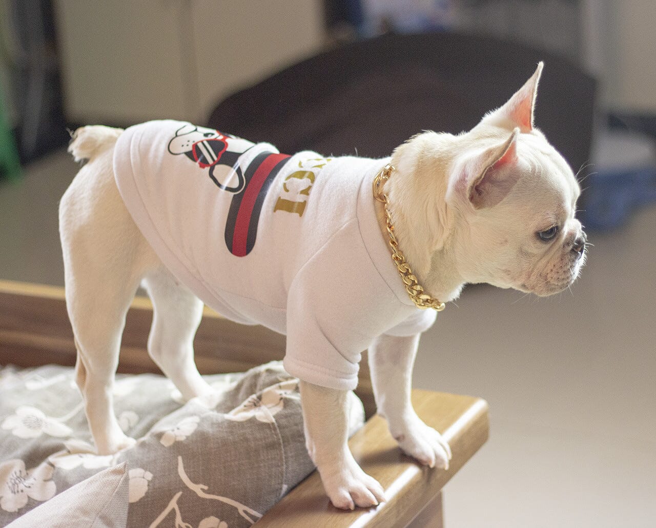 Guldkedja till hund