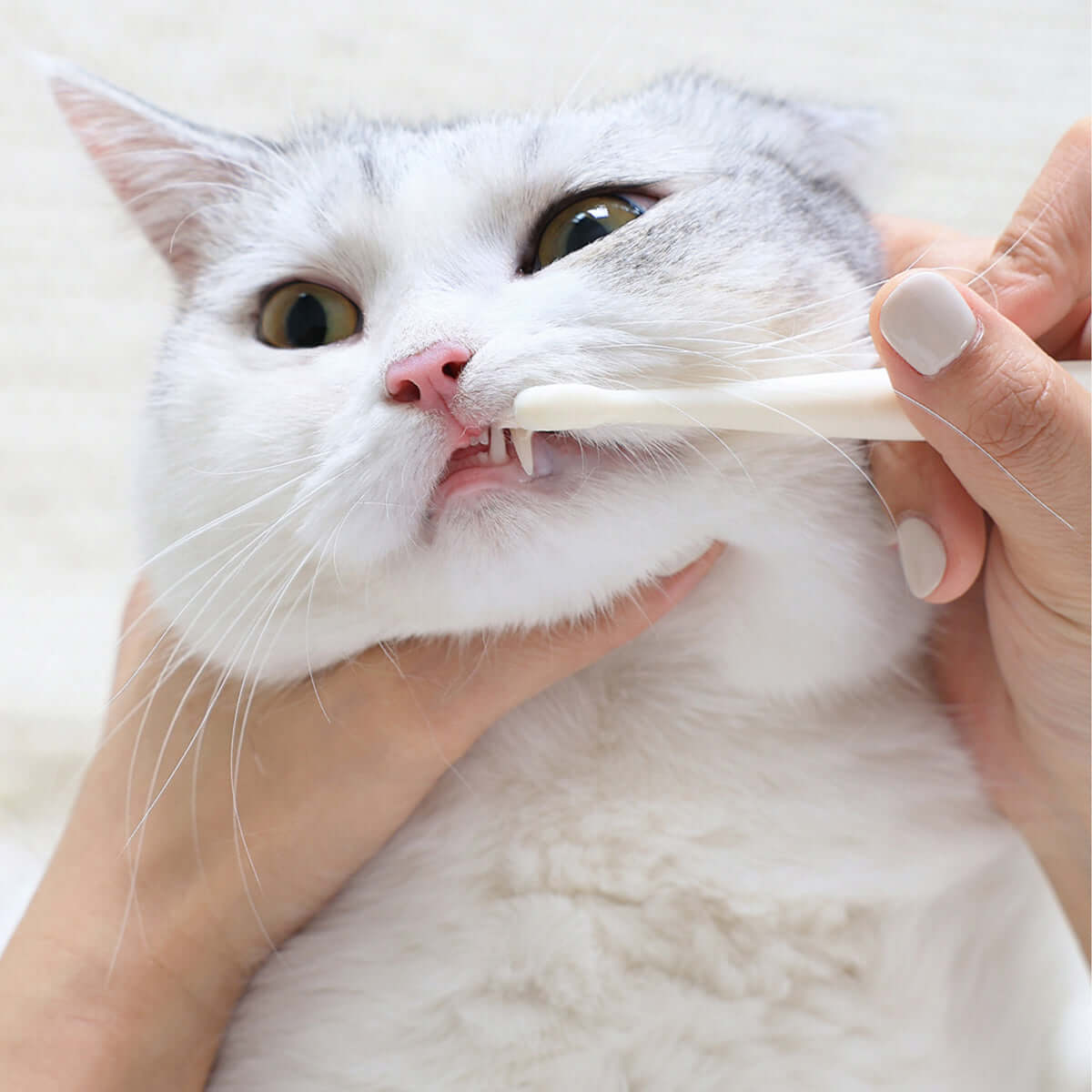 Hygienic Pet Toothbrush-3