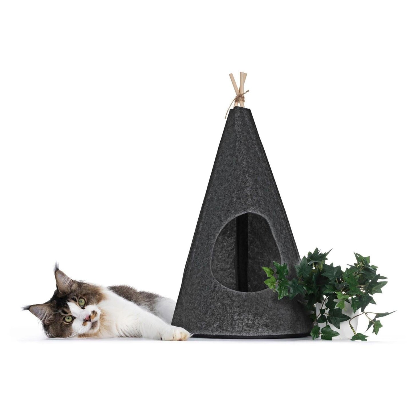 Katt tipitält av filt