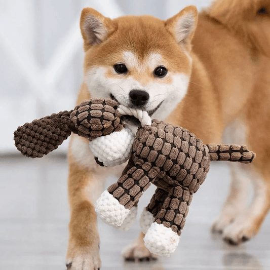 Hållbar leksaksdjur för hund